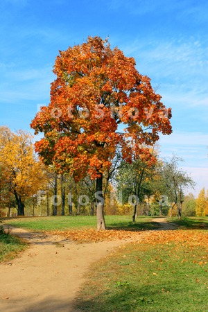 fall_autumn_park_tree_trees_re