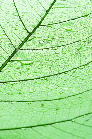 macro_drops_leaf_plant_water_n