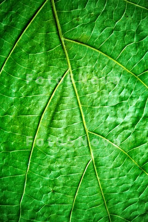 green_leaf_close_up_macro_colo