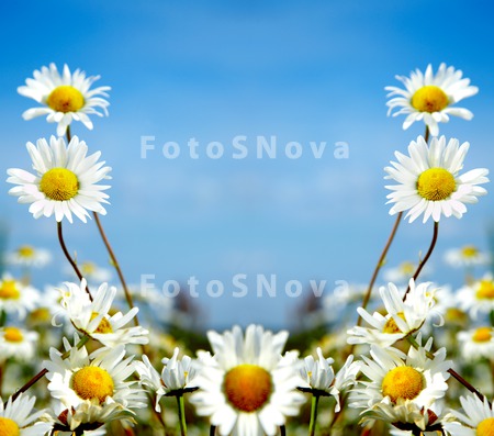 ox_eye_springs_flower_summer_d