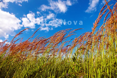 green_grass_tranquil_cloud_blu