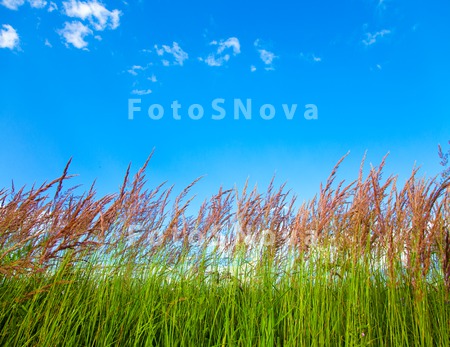 green_grass_tranquil_cloud_blu