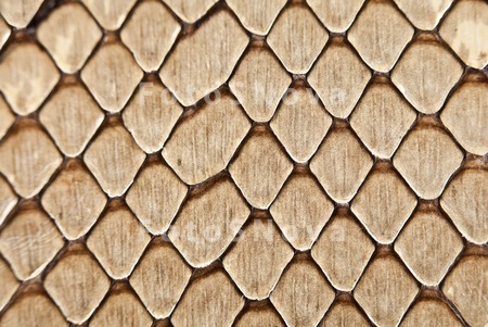 texture_skin_snake_pattern_mac