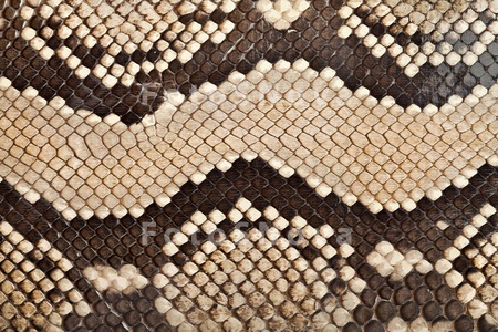 texture_skin_snake_pattern_mac