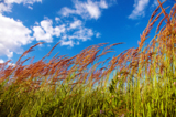 green_grass_tranquil_cloud_blu