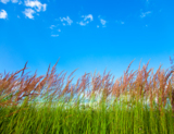 green_grass_tranquil_cloud_blu