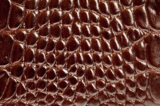 texture_skin_crocodile_pattern