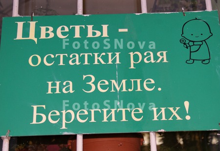 цветы,_остатки,_р