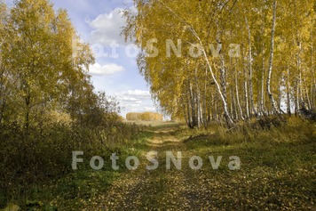 Сибирь,осень,сен