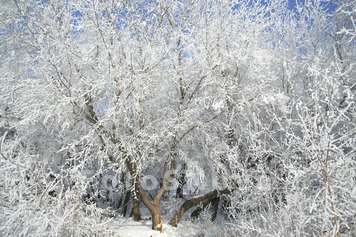 Сибирь,зима,иней