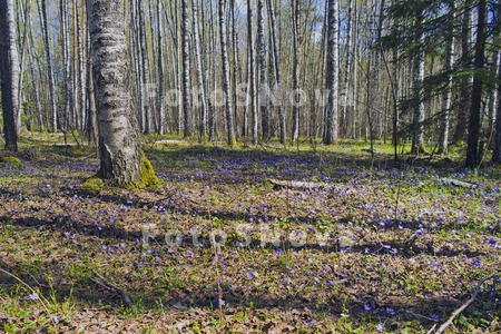 цветы,_подснежни