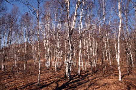 Весна,_березовая