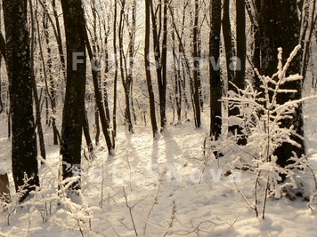 дерево,_лес,_поля