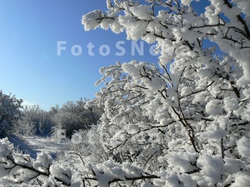 дерево,_лес,_поля