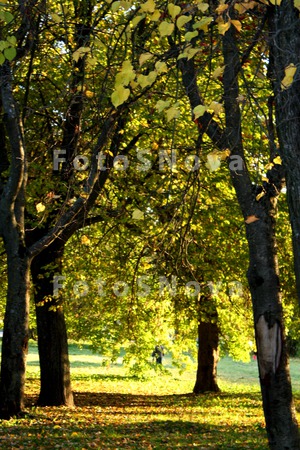 дерево_осень_лис