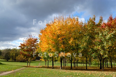 autumn;_background;_beauty;_br