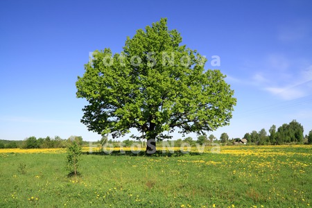 afternoon_backdrop_beautiful_b