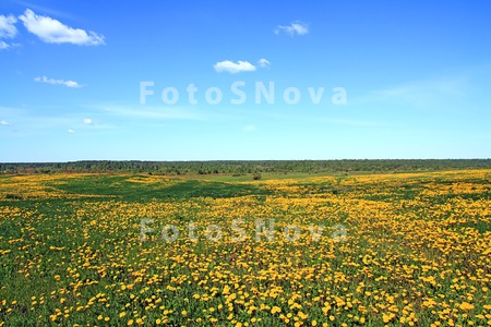 biology_blossom_blowball_blue_