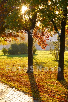 пейзаж,_дерево,_о