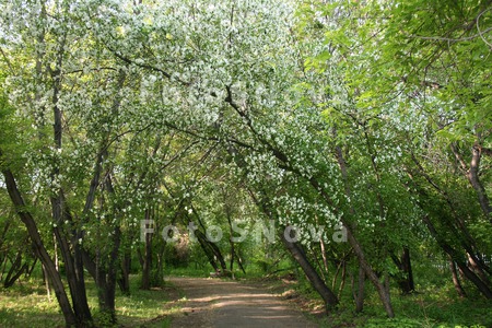 Омск,_весна,_ябло