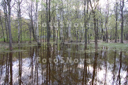 вода,_весна,_дере