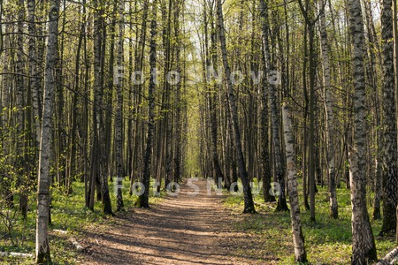 дорога,_лес,_весн