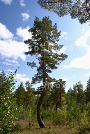 сосна,_лес,_ствол