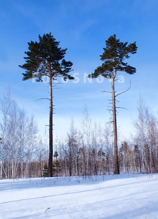 дерево,_сосна,_дв