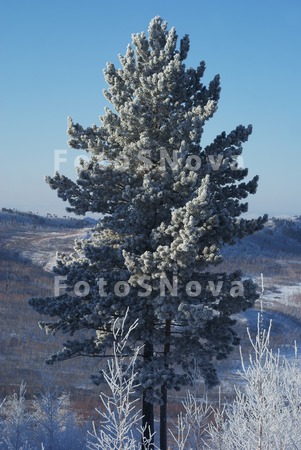 забайкалье_сосн