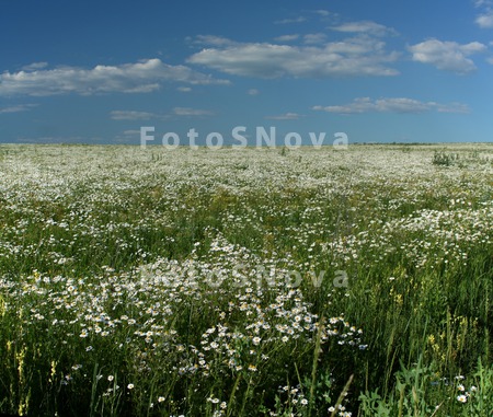 лето,_июнь,_солнц