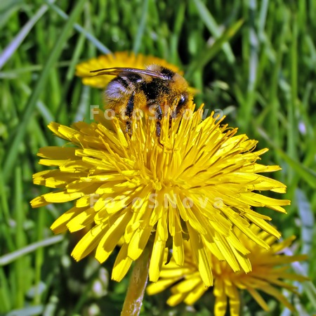 agriculture_animals_background