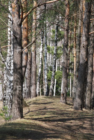 опушка,_лес,_прир