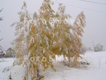 Снег,_Осень,_дере