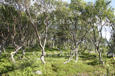 карельские,_берё