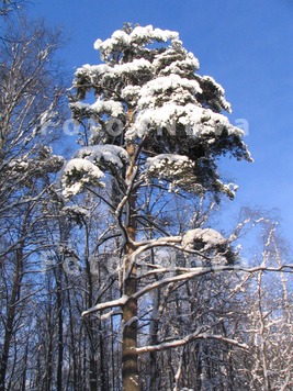 зима,_дерево