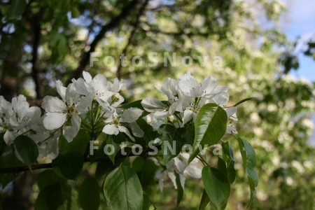 Весна,_цветы,_ябл