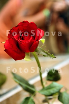 red,_rose,_flower