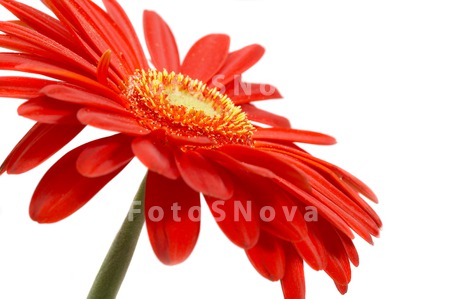 flowers_petals_red_daisies_col