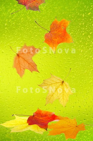 leaf_leaves_green_autumn_maple