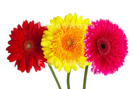 flowers_petals_red_daisies_col