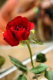 red,_rose,_flower