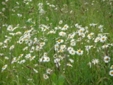 camomile,_ромашка,_по