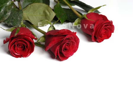 rose;_flower;_red;_petal;_love