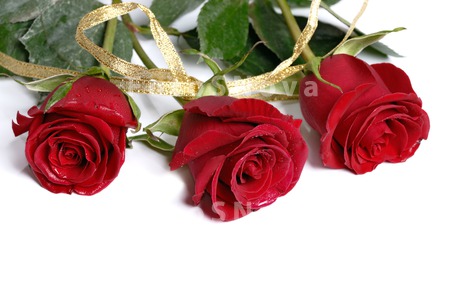 rose;_flower;_red;_petal;_love