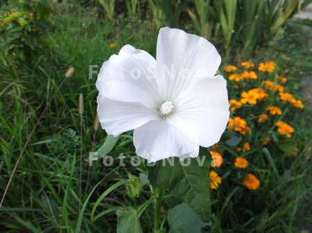 lavatera_trimestris,_лава