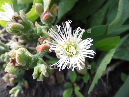 mesembryanthemum_crystallinum,