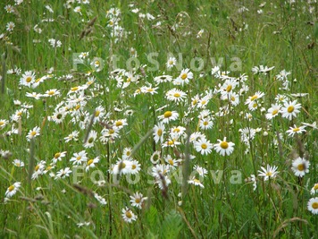 camomile,_ромашка,_по