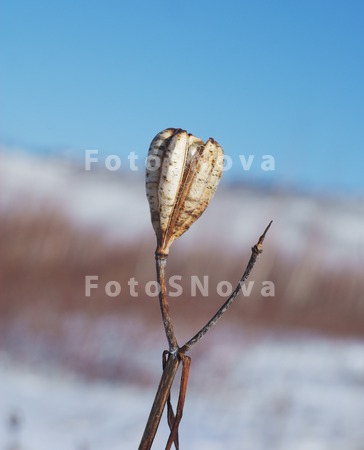 	лилейник,_семен