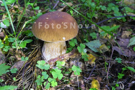 гриб,_белый,_Boletus_