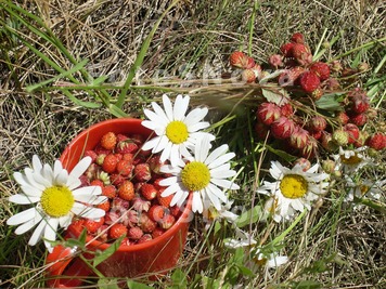 ромашка,_земляни